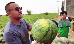 大漠瓜客免费吃瓜视频,揭秘沙漠中的甜蜜诱惑